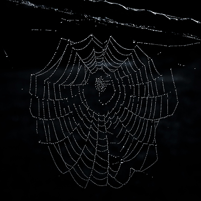 포토 JPG 해외이미지 목걸이 창조 사람없음 뷰티 웹 이슬 거미 완벽 해외포토 곤충 컨셉 인터넷 장신구 파일형식 이미지허브