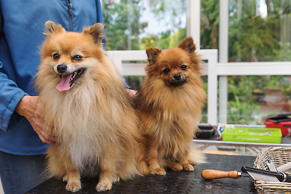 포토 JPG 해외이미지 두마리 탁자 한명 앉기 상반신 성인 옆모습 반려동물 개 돌봄 애견미용 포메라니안 성인여자한명만 해외포토 동물 1 뷰포인트 가구 2 포유류 모션 사람 뷰티 여자한명만 성인여자만 파일형식 이미지허브