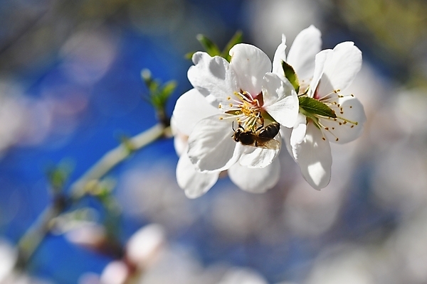 포토 JPG 해외이미지 나무 식물 동물 계절 꽃잎 꽃 분홍색 곤충 백그라운드 잎 꽃무늬 날개 과일 자연 노동자 사람없음 야외 초록색 여름 뷰티 정원 맑음 봄 벚꽃 흰색 나뭇가지 꽃술 개화 체리 작음 수분 벌 싱글 바쁨 꽃가루 꿀 내추럴 꽃수술 해외포토 직업 컬러 무늬 날씨 크기 가루 생태계 파일형식 이미지허브