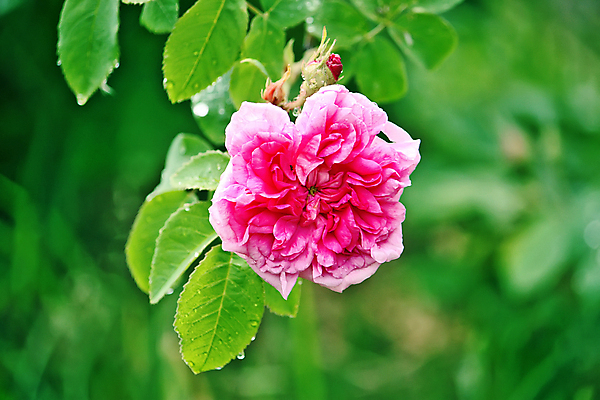 포토 JPG 해외이미지 식물 디자인 꽃 분홍색 백그라운드 꽃무늬 부분 자연 사람없음 빛 뷰티 정원 고요 봄 벚꽃 신선 다발 묘사 싱글 질감 아로마 부드러움 공상 작약 파스텔톤 필터 해외포토 계절 컬러 무늬 감각 생태계 파일형식 이미지허브