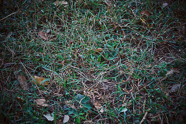 포토 JPG 해외이미지 식물 라이프스타일 백그라운드 잎 패턴 밭 자연 3 풍경 잔디 초원 사람없음 야외 장식 초록색 여름 평화 우주 환경 정원 봄 성장 신선 4 행운 재산 클로버 토끼풀 허브 순수 질감 내추럴 땅바닥 그리너리 해외포토 계절 컬러 컨셉 무늬 농업 바닥 생활 금융 숫자 생태계 파일형식 트랜드컬러 이미지허브