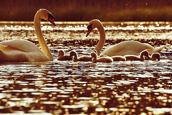 포토 JPG 해외이미지 동물 커플 실루엣 호수 야생동물 백그라운드 컨셉 2 날개 자연 조류 함께함 사랑 미술 사람없음 야외 물 파란색 빛 강 뷰티 반사 평화 검은색 수영 침묵 일몰 낭만 안개 흰색 하트 연못 우아함 숲 심볼 깃털 부리 백조 장면 서식지 내추럴 단아함 벙어리 해외포토 자연요소 모양 감정 컬러 관계 날씨 문화예술 촬영기법 노을 소리 수상스포츠 생태계 파일형식 이미지허브