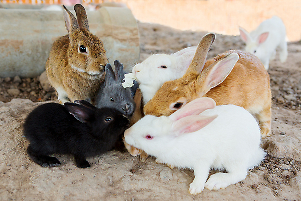 포토 JPG 해외이미지 동물 포유류 부활절 털 동물원 사람없음 치료 반려동물 여행객 정원 흰색 아기 토끼 달콤 군중 설치류 신비 4월 모피 속도 유기농 생태계 귀 솜털 위로 수유 인구 파라다이스 많음 효과 해외포토 웰빙 기념일 컬러 컨셉 의학 사람 신체부위 날짜 맛 파일형식 이미지허브