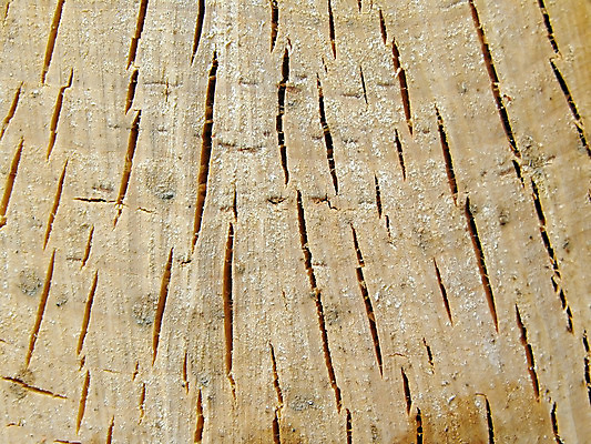 포토 JPG 해외이미지 나무 식물 디자인 외관 산업 백그라운드 단풍 패턴 오렌지 자연 표면 추상 바닥 프레임 건조 실내 사람없음 내부 건물 목재 장식 갈색 견본 칠판 어둠 반지 소나무 화려 널 숲 낟알 디자이너 천 목수 질감 잡동사니 내추럴 구식 수목 파케트 해외포토 직업 건축물 컬러 컨셉 잎 무늬 과일 재료 장신구 직물 생태계 파일형식 이미지허브