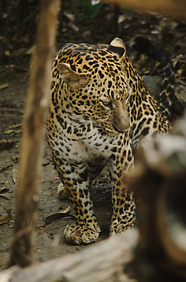 포토 JPG 해외이미지 주간 한마리 응시 야생동물 아프리카 자연 동물원 사람없음 야외 소프트포커스 맹수 표범 케이지 해외포토 반려용품 자연요소 동물 1 시선 나라 포유류 촬영기법 오브젝트 생태계 파일형식 이미지허브