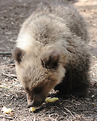포토 JPG 해외이미지 동물 응시 물결 야생동물 새끼 모래 장난 곰 포유류 모션 자연 놀이 생물 털 앉기 사람없음 초록색 달리기 뷰티 갈색 머리 우주 검은색 산책 아기 연못 숲 작음 모피 내추럴 떠남 집게발 해외포토 시선 컬러 휴식 사람 신체부위 크기 생태계 파일형식 이미지허브