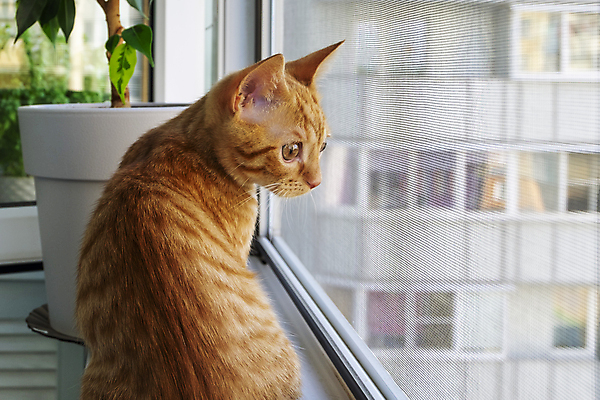 포토 JPG 해외이미지 동물 1 응시 오렌지 창문 포유류 주택 털 실내 앉기 사람없음 빨간색 반려동물 햇빛 귀여움 고양이 가축 줄무늬 방 발코니 아기 소프트포커스 작음 모피 호기심 얼룩무늬 솜털 생강 기르기 돌봄 모기 해외포토 시선 감정 컬러 컨셉 무늬 채소 과일 모션 촬영기법 사람 내부 건물 태양 해충 크기 파일형식 이미지허브