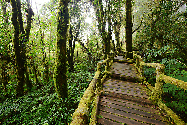 포토 JPG 해외이미지 나무 식물 공원 아시아 여행 잎 자국 태국 자연 산 이끼 사람없음 야외 목재 초록색 뷰티 환경 신선 숲 열대우림 내추럴 전국 해외포토 공공시설 나라 컬러 재료 생태계 파일형식 이미지허브
