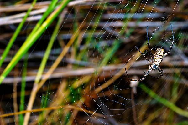 포토 JPG 해외이미지 야생동물 곤충 자연 사람없음 야외 컬러풀 노란색 검은색 줄무늬 벌레 말벌 위험 무서움 육식동물 거미 복부 못생김 해외포토 동물 감정 컬러 컨셉 무늬 신체부위 벌_곤충 생태계 파일형식 이미지허브