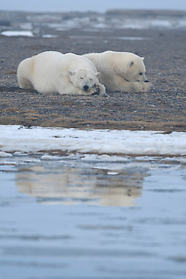 포토 JPG 해외이미지 주간 야생동물 곰 사람없음 야외 눕기 잠 북극곰 백곰 해외포토 자연요소 동물 포유류 모션 파일형식 이미지허브