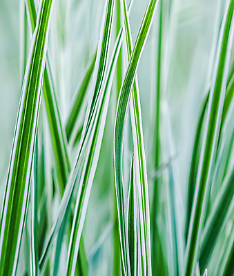 포토 JPG 해외이미지 식물 계절 백그라운드 꽃무늬 밭 자연 추상 휴가 사람없음 야외 장식 초록색 파란색 컬러풀 환경 정원 봄 줄무늬 회색 성장 흰색 신선 원예 부드러움 상록수 내추럴 해외포토 꽃 컬러 무늬 농업 취미 감각 생태계 파일형식 이미지허브