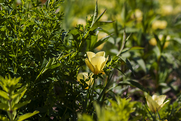포토 JPG 해외이미지 식물 계절 공원 꽃잎 꽃 백그라운드 잎 꽃무늬 교실 자연 사람없음 야외 장식 빨간색 초록색 컬러풀 뷰티 노란색 환경 정원 봄 튤립 점 개화 우아함 캔 소프트포커스 유기농 원예 화단 해외포토 웰빙 공공시설 교육 컬러 컨셉 무늬 학교 촬영기법 취미 생태계 파일형식 이미지허브