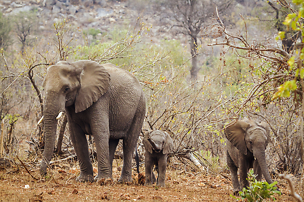 포토 JPG 해외이미지 동물 여자 야생동물 새끼 포유류 가족 아프리카 자연 엄마 코끼리 국립공원 3 사람없음 가로 보호 사파리 남아프리카 보호구역 해외포토 멸종위기종 공원 나라 컨셉 관계 사람 생태계 구역 파일형식 이미지허브