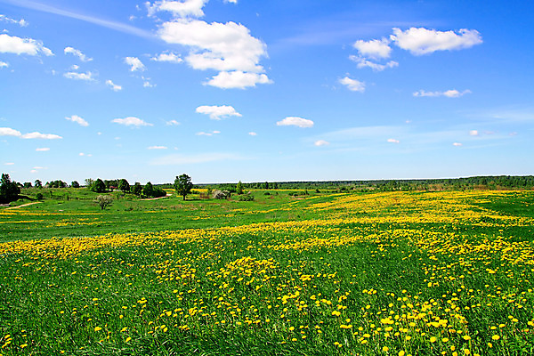 포토 JPG 해외이미지 주간 나무 꽃밭 하늘 사람없음 야외 민들레 해외포토 자연요소 식물 꽃 파일형식 이미지허브