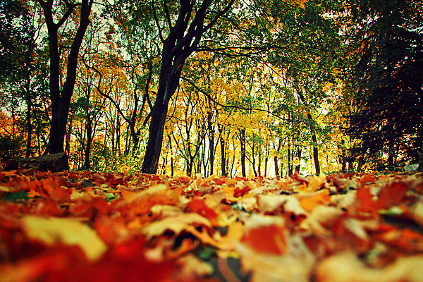 포토 JPG 해외이미지 나무 식물 계절 공원 백그라운드 단풍 잎 패턴 오렌지 자연 호박 사람없음 야외 목재 빨간색 초록색 빛 컬러풀 햇빛 태양 노란색 환경 정원 맑음 활발 할로윈 변화 황금 떨어짐 숲 9월 11월 보케 장면 추수감사절 10월 내추럴 해외포토 자연요소 공공시설 기독교 컬러 컨셉 무늬 채소 과일 재료 날씨 날짜 생태계 파일형식 이미지허브
