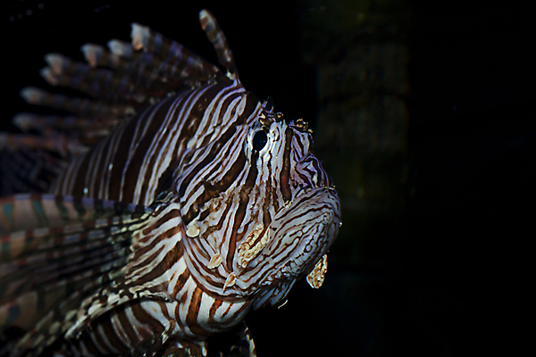 포토 JPG 해외이미지 바다 어류 사람없음 물 반려동물 수중 줄무늬 용 독약 가시 우아함 위험 사자 인도인 전갈 깃털 다이빙 지느러미 암초 수족관 찌르기 몬스터 소금물 이국적 해외포토 자연요소 외국인 동물 컨셉 무늬 절지류 포유류 모션 동양인 수영 수중동물 수중스포츠 파일형식 이미지허브