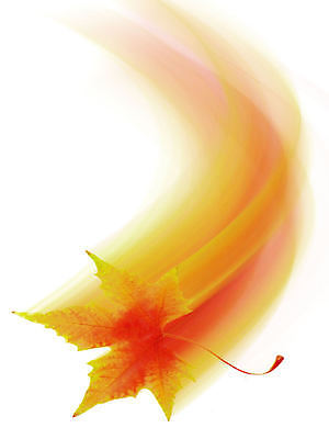 포토 JPG 해외이미지 나무 식물 계절 이동 잎 꽃무늬 오렌지 일러스트 자연 미술 사람없음 컬러풀 뷰티 노란색 환경 숲 해외일러스트 꽃 컬러 컨셉 무늬 과일 문화예술 생태계 파일형식 이미지허브