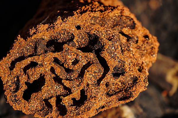 포토 JPG 해외이미지 나무 동물 공원 여행 곤충 자연 하늘 건조 풍경 사람없음 야외 빨간색 파란색 성당 흙 사막 황무지 호주 둥지 큼 언덕 영토 북쪽 멀리 내추럴 오지 유칼립투스 전국 해외포토 식물 공공시설 컬러 종교건축 오세아니아 크기 방향 생태계 파일형식 이미지허브