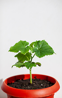 포토 JPG 해외이미지 식물 잎 오이 사람없음 농작물 흙 원예 모종 해외포토 농업 채소 취미 파일형식 이미지허브