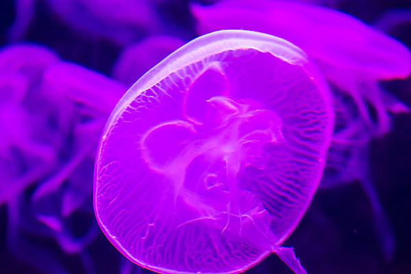 포토 JPG 해외이미지 한마리 사람없음 아웃포커스 보라색 바닷속 수중동물 자포동물 해파리 해외포토 동물 1 컬러 촬영기법 수중 파일형식 이미지허브