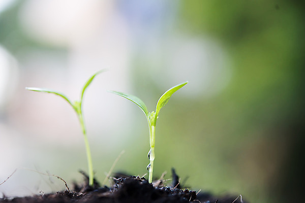 포토 JPG 해외이미지 식물 계절 백그라운드 컨셉 잎 농업 채소 자연 새로움 콩 씨앗 사람없음 초록색 햇빛 농장 새싹 우주 환경 정원 흙 봄 성장 신선 작음 원예 모종 생태학 처음 세련 해외포토 교육 산업 컬러 곡류 취미 태양 크기 생태계 파일형식 이미지허브