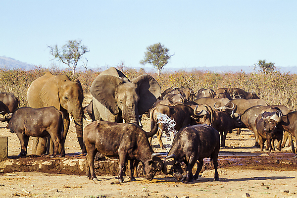 포토 JPG 해외이미지 동물 야생동물 포유류 아프리카 자연 코끼리 국립공원 사람없음 가로 그룹 보호 군중 사파리 남아프리카 보호구역 해외포토 공원 나라 컨셉 사람 생태계 구역 파일형식 이미지허브