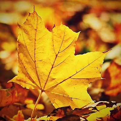 포토 JPG 해외이미지 나무 식물 구름 계절 공원 여행 백그라운드 잎 겨울 밭 오렌지 자연 벽지 하늘 날씨 프레임 풍경 사람없음 목재 빨간색 초록색 여름 컬러풀 햇빛 태양 뷰티 갈색 노란색 환경 맑음 봄 새벽 가을 시골 신선 황금 숲 보케 고립 해외포토 자연요소 공공시설 컬러 농업 과일 재료 생태계 파일형식 이미지허브