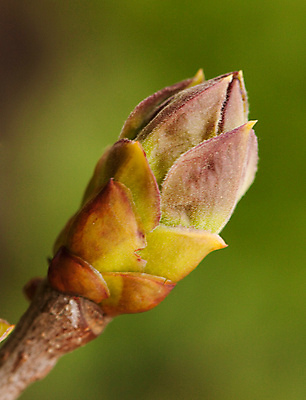 포토 JPG 해외이미지 나무 식물 계절 길 줄기 백그라운드 잎 자연 새로움 사람없음 초록색 뷰티 우주 보라색 봄 성장 벚꽃 흰색 나뭇가지 작음 자르기 라일락 고립 모종 해외포토 꽃 컬러 컨셉 모션 크기 생태계 파일형식 이미지허브