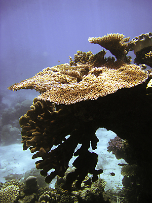 포토 JPG 해외이미지 바다 자연 사람없음 바닷속 수중 산호초 수중사진 해외포토 수중식물 생태계 파일형식 이미지허브