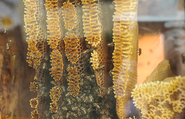 포토 JPG 농업 사람없음 야외 꿀벌 체코 꿀 벌집 벌꿀 양봉 양봉업 국내포토 유럽 산업 벌_곤충 파일형식