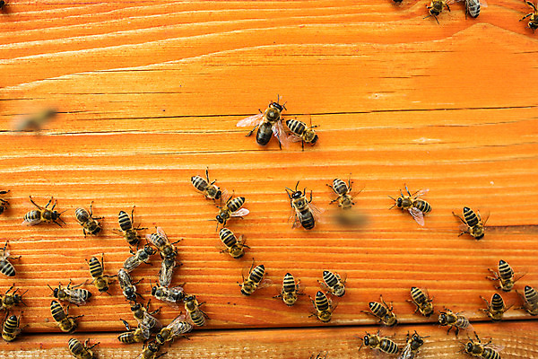 포토 유럽 산업 곤충 벌_곤충 꿀 파일형식 사람없음 벌집 JPG 야외 체코 꿀벌 양봉업 농업 벌 양봉 벌꿀 국내포토