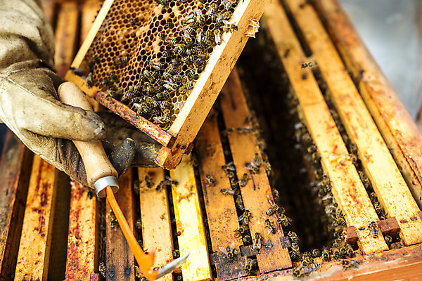 포토 JPG 서양인 외국인 손 여자 40대 중년 농업 한명 서기 들기 사람 야외 신체부위 꿀벌 벌 체코 꿀 벌집 벌꿀 양봉 양봉업 중년여자한명만 국내포토 1 유럽 산업 곤충 모션 인종 성인 벌_곤충 여자한명만 중년여자만 파일형식