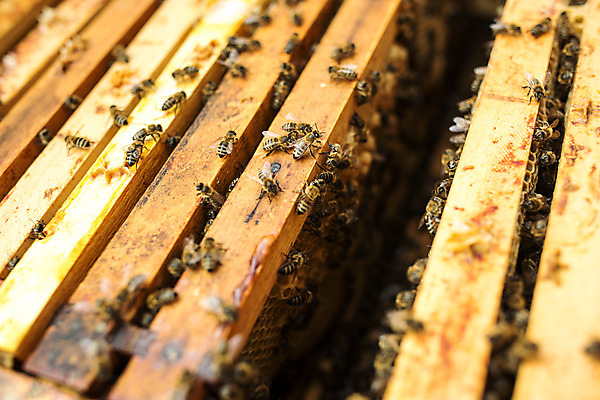 포토 JPG 농업 사람없음 야외 꿀벌 벌 체코 꿀 벌집 벌꿀 양봉 양봉업 국내포토 유럽 산업 곤충 벌_곤충 파일형식