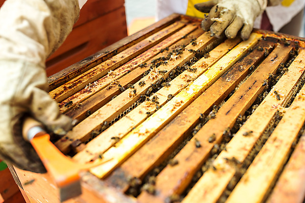 포토 JPG 서양인 외국인 손 여자 40대 중년 농업 한명 서기 사람 야외 신체부위 꿀벌 벌 체코 꿀 벌집 꺼내기 벌꿀 양봉 양봉업 중년여자한명만 국내포토 1 유럽 산업 곤충 모션 인종 성인 벌_곤충 여자한명만 중년여자만 파일형식