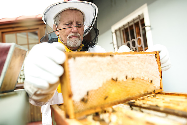 포토 JPG 서양인 외국인 모자 응시 노년 남자 농업 한명 서기 사람 상반신 야외 옆모습 꿀벌 벌 70대 체코 꿀 벌집 벌꿀 양봉 양봉업 노인남자한명만 국내포토 1 시선 잡화 유럽 산업 뷰포인트 곤충 모션 인종 성인 벌_곤충 남자한명만 노인남자만 파일형식