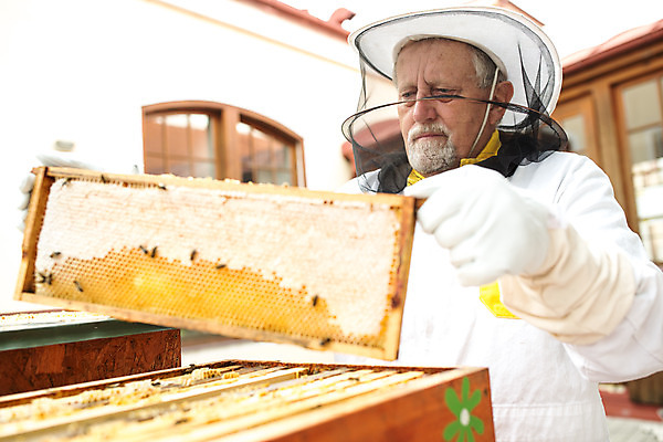 포토 JPG 서양인 외국인 모자 응시 노년 남자 농업 한명 서기 들기 사람 상반신 야외 옆모습 꿀벌 벌 70대 체코 꿀 벌집 벌꿀 양봉 양봉업 노인남자한명만 국내포토 1 시선 잡화 유럽 산업 뷰포인트 곤충 모션 인종 성인 벌_곤충 남자한명만 노인남자만 파일형식