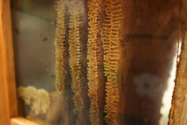 포토 JPG 농업 사람없음 야외 꿀벌 벌 가득함 체코 꿀 벌집 벌꿀 양봉 양봉업 국내포토 유럽 산업 곤충 벌_곤충 파일형식