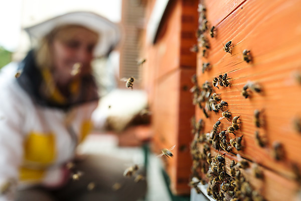 포토 JPG 서양인 외국인 모자 응시 여자 40대 중년 농업 한명 서기 사람 상반신 야외 옆모습 꿀벌 벌 체코 꿀 벌집 벌꿀 양봉 양봉업 중년여자한명만 국내포토 1 시선 잡화 유럽 산업 뷰포인트 곤충 모션 인종 성인 벌_곤충 여자한명만 중년여자만 파일형식