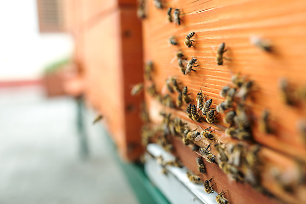 포토 JPG 서양인 외국인 농업 사람없음 야외 꿀벌 벌 체코 꿀 벌집 벌꿀 양봉 양봉업 국내포토 유럽 산업 곤충 인종 벌_곤충 파일형식