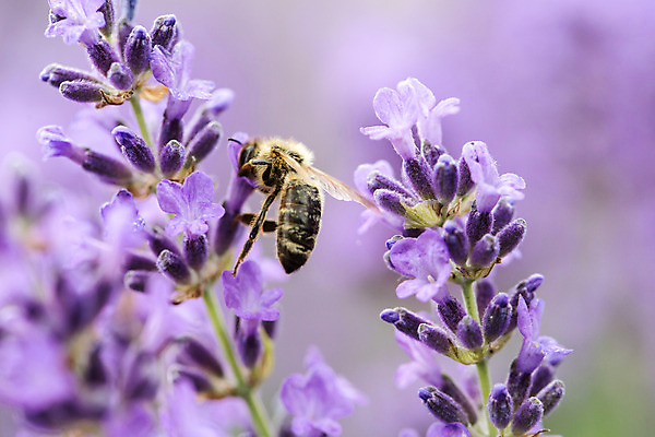 포토 JPG 한마리 꽃 농업 근접촬영 사람없음 야외 꿀벌 벌 체코 꿀 벌꿀 양봉 양봉업 국내포토 식물 1 유럽 산업 뷰포인트 곤충 벌_곤충 파일형식