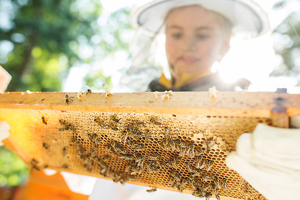 포토 외국인 시선 잡화 여자 유럽 산업 어린이 뷰포인트 곤충 모션 표정 사람 인종 벌_곤충 꿀 여자한명만 소녀만 파일형식 모자 벌집 미소 응시 상반신 앞모습 서기 소녀한명만 소녀 들기 JPG 야외 체코 꿀벌 양봉업 농업 벌 서양인 양봉 벌꿀 국내포토