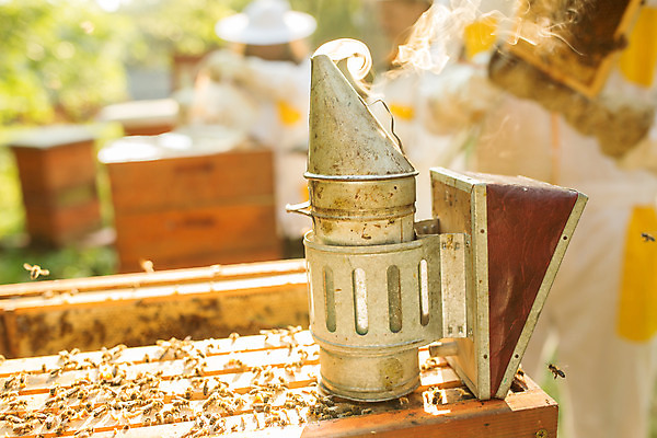 포토 JPG 서양인 외국인 여자 남자 40대 중년 농업 서기 사람 상반신 20대 성인 야외 앞모습 옆모습 세명 30대 꿀벌 벌 체코 꿀 벌집 벌꿀 양봉 양봉업 성인만 국내포토 유럽 산업 뷰포인트 곤충 모션 인종 청년 장년 벌_곤충 파일형식