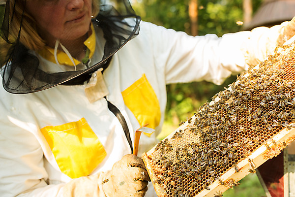 포토 JPG 서양인 외국인 응시 여자 중년 농업 한명 서기 들기 사람 상반신 야외 옆모습 꿀벌 벌 체코 꿀 벌집 벌꿀 양봉 양봉업 중년여자한명만 국내포토 1 시선 유럽 산업 뷰포인트 곤충 모션 인종 성인 벌_곤충 여자한명만 중년여자만 파일형식