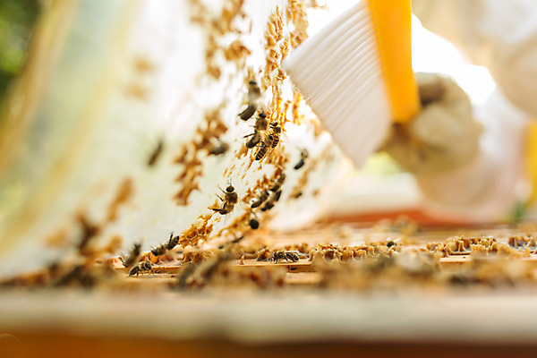 포토 JPG 서양인 외국인 손 여자 농업 한명 사람 20대 성인 야외 신체부위 솔 꿀벌 벌 체코 꿀 벌집 벌꿀 양봉 양봉업 성인여자한명만 털기 국내포토 1 유럽 산업 곤충 모션 인종 청년 벌_곤충 여자한명만 성인여자만 파일형식