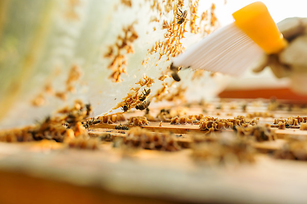 포토 JPG 서양인 외국인 손 여자 농업 한명 사람 20대 성인 야외 신체부위 솔 꿀벌 벌 체코 꿀 벌집 벌꿀 양봉 양봉업 성인여자한명만 털기 국내포토 1 유럽 산업 곤충 모션 인종 청년 벌_곤충 여자한명만 성인여자만 파일형식