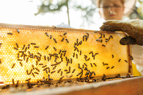 포토 JPG 서양인 외국인 손 여자 40대 중년 농업 서기 들기 사람 상반신 20대 성인 야외 두명 앞모습 신체부위 꿀벌 벌 체코 꿀 벌집 넣기 벌꿀 양봉 양봉업 국내포토 유럽 산업 뷰포인트 곤충 모션 인종 청년 벌_곤충 파일형식