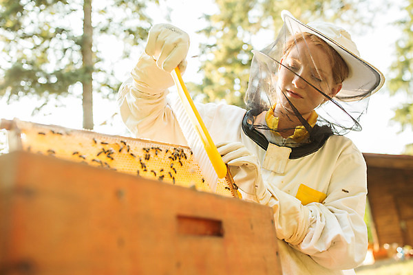 포토 JPG 서양인 외국인 응시 여자 농업 한명 서기 들기 사람 상반신 20대 성인 야외 앞모습 솔 꿀벌 벌 체코 꿀 벌집 벌꿀 양봉 양봉업 성인여자한명만 털기 국내포토 1 시선 유럽 산업 뷰포인트 곤충 모션 인종 청년 벌_곤충 여자한명만 성인여자만 파일형식