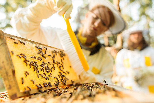 포토 JPG 서양인 외국인 응시 여자 농업 서기 들기 사람 상반신 20대 성인 야외 두명 앞모습 솔 꿀벌 벌 체코 꿀 벌집 벌꿀 양봉 양봉업 성인여자만 털기 국내포토 시선 유럽 산업 뷰포인트 곤충 모션 인종 청년 벌_곤충 여자만 성인만 파일형식