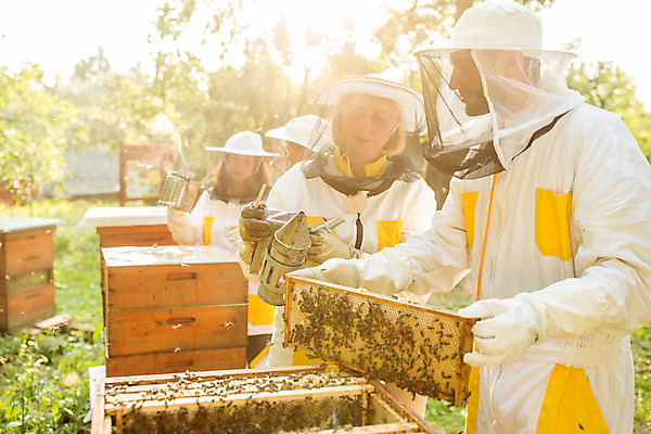 포토 JPG 서양인 외국인 여자 남자 40대 중년 농업 서기 들기 사람 여러명 상반신 20대 성인 야외 앞모습 옆모습 30대 꿀벌 벌 체코 꿀 벌집 벌꿀 양봉 양봉업 국내포토 유럽 산업 뷰포인트 다수 곤충 모션 인종 청년 장년 벌_곤충 파일형식