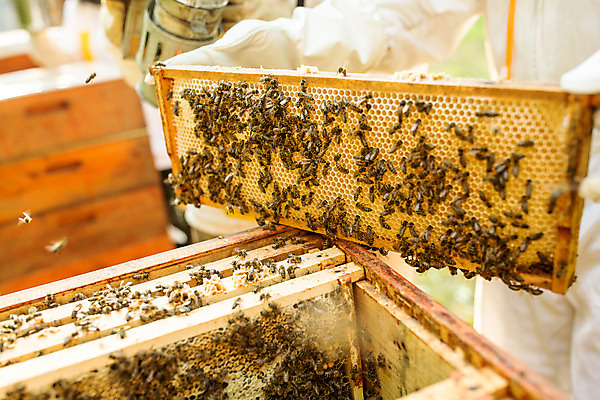 포토 JPG 서양인 외국인 여자 남자 40대 중년 농업 서기 들기 사람 성인 야외 두명 앞모습 옆모습 30대 꿀벌 벌 체코 꿀 벌집 벌꿀 양봉 양봉업 국내포토 유럽 산업 뷰포인트 곤충 모션 인종 장년 벌_곤충 파일형식